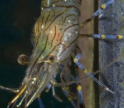 Prawn head.
Aughrusmore Pier, Connemara.
D200 60mm by Mark Thomas 